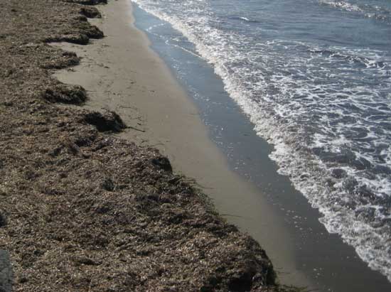 Soluzione per le posidonie spiaggiate: diventeranno un elemento anti-erosione