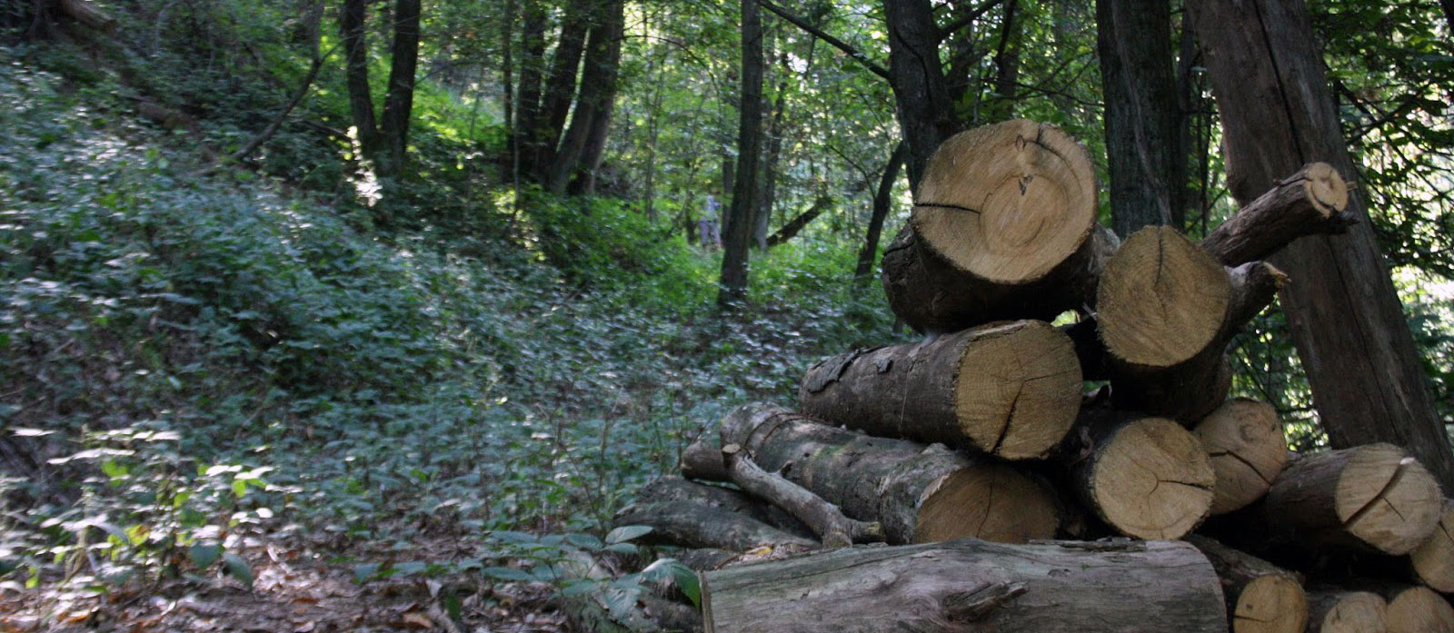Da Belagaio a Grosseto: l’assalto alle foreste e ai boschi toscani